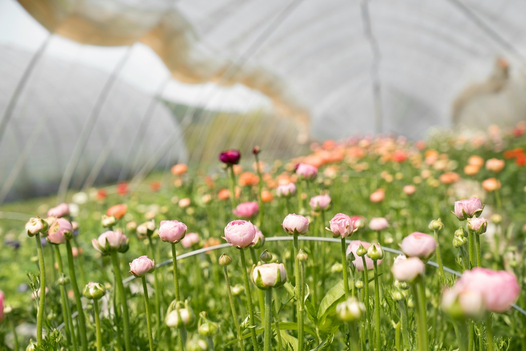 Best SaaS Tools for African Flower Farm Operations